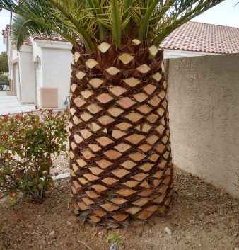 palm tree removal servicee