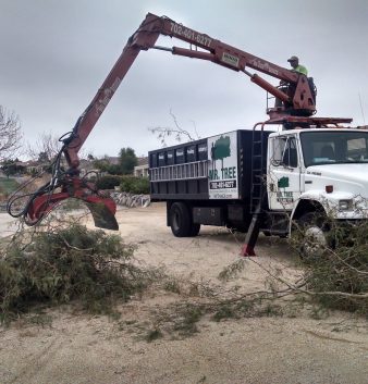 Mr Tree | Tree Service in Las Vegas and Henderson | Certified Arborist | Our Gallery