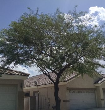Mr Tree | Tree Service in Las Vegas and Henderson | Certified Arborist | Our Gallery